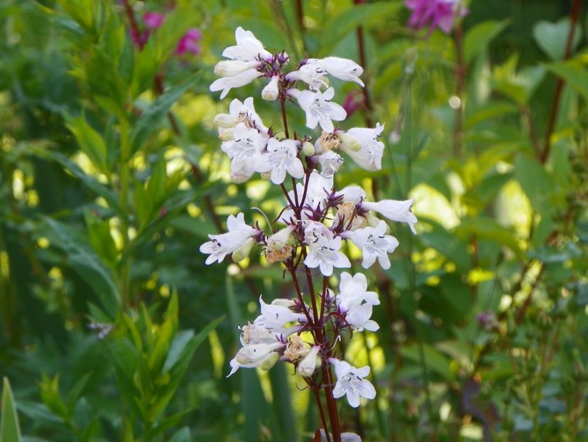 16 iun (28) - Vara 2017