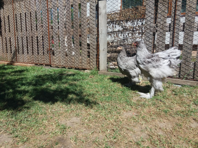 04.07.2017 019 - pui brahma seria 2 2017