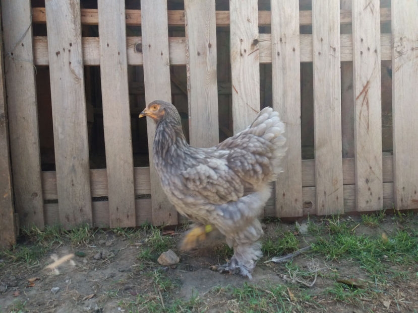 04.07.2017 039 - pui brahma seria 2 2017