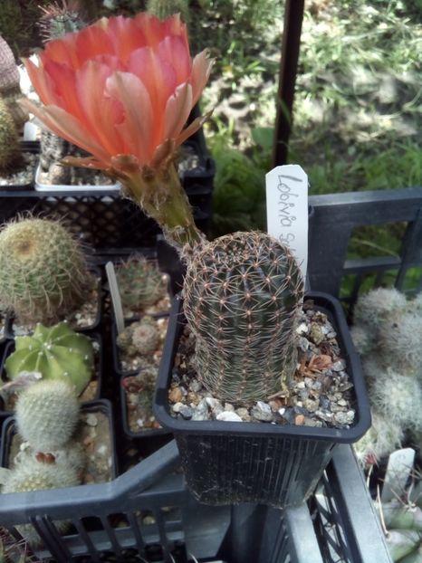  - FLORI DE CACTUSI