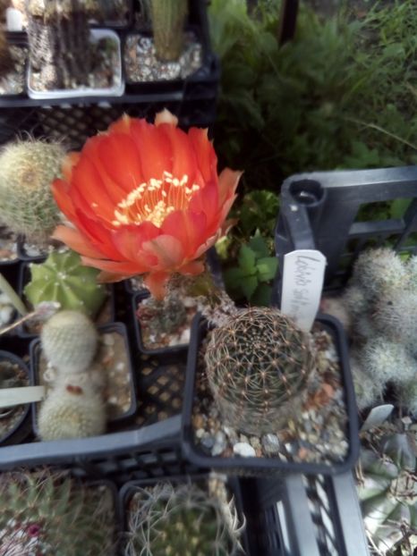  - FLORI DE CACTUSI