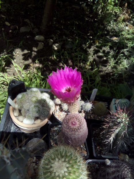  - FLORI DE CACTUSI