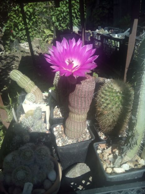  - FLORI DE CACTUSI