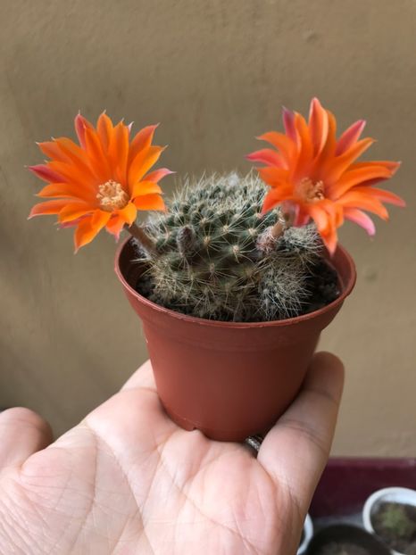 Rebutia flavistyla - Cactuși 2017