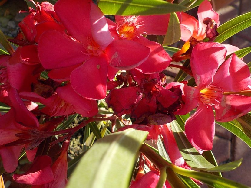  - papa gambeta nr 17