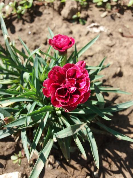 Garofite - Flori de gradina 2017