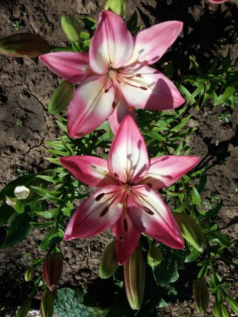 Crini - Flori de gradina 2017