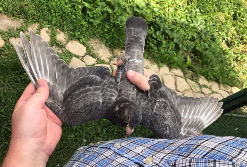 Faded - 8 Cozi deschise