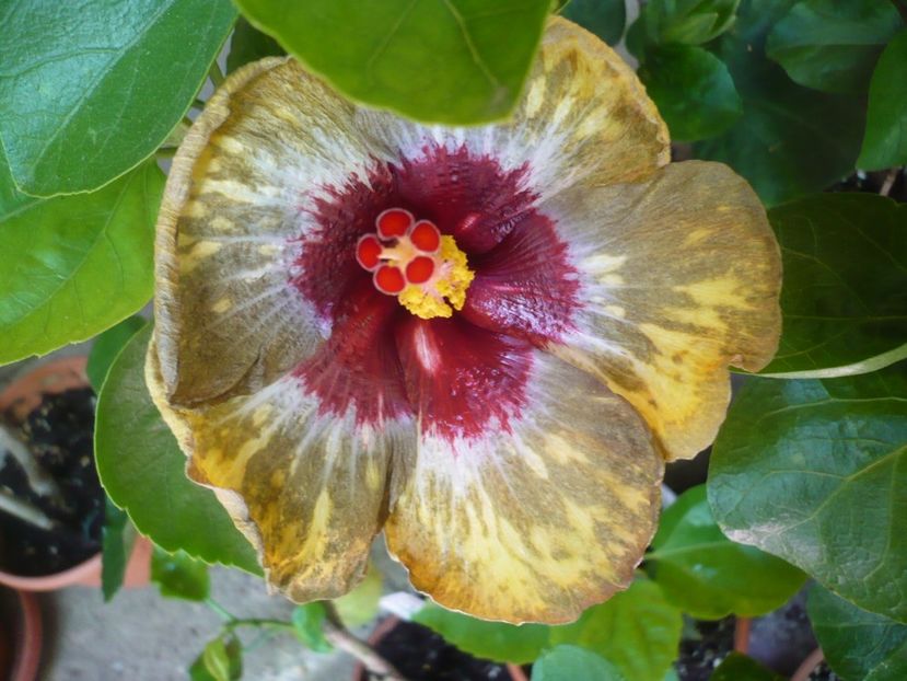 05.07.2017 - HIBISCUSI 2017-2