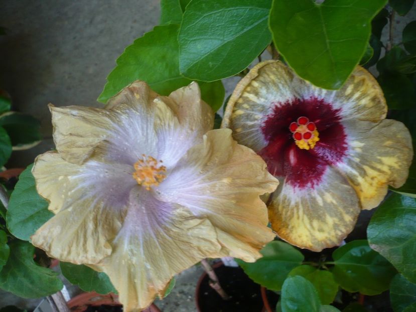 P1330470 - HIBISCUSI 2017-2