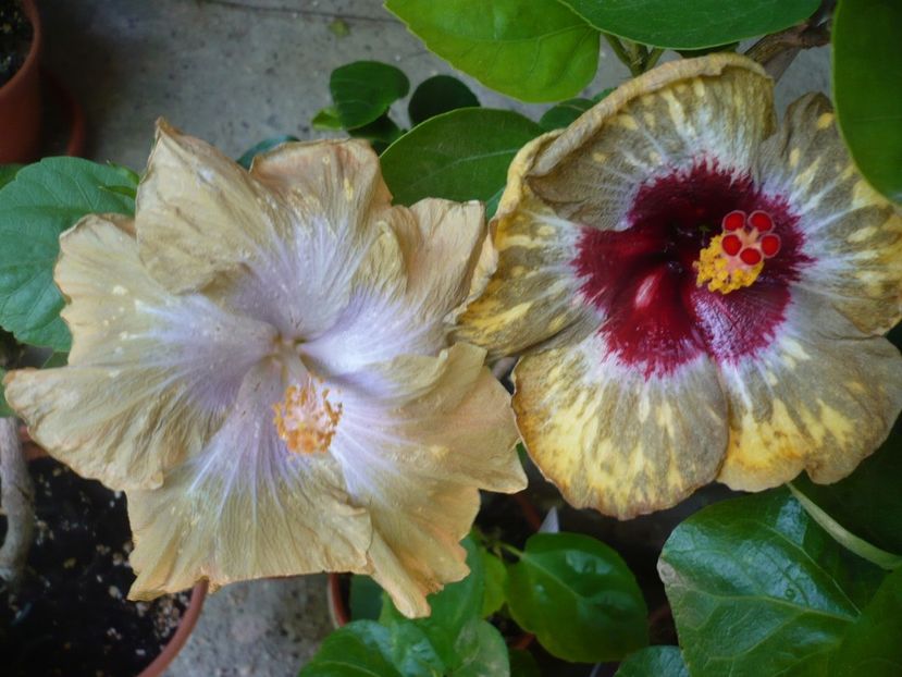 P1330471 - HIBISCUSI 2017-2