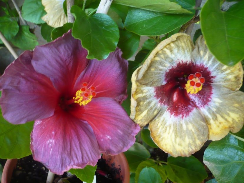 P1330474 - HIBISCUSI 2017-2