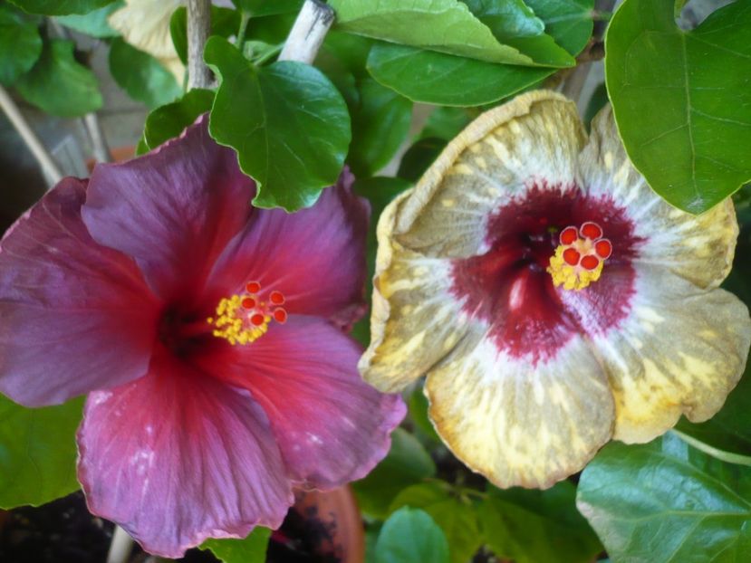 P1330475 - HIBISCUSI 2017-2