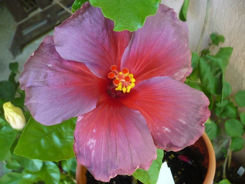 P1330476 - HIBISCUSI 2017-2