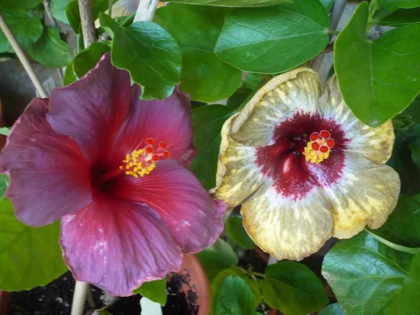 P1330477 - HIBISCUSI 2017-2