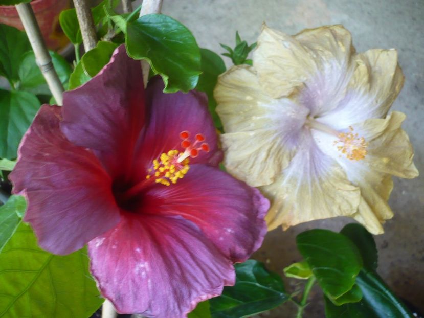 P1330480 - HIBISCUSI 2017-2