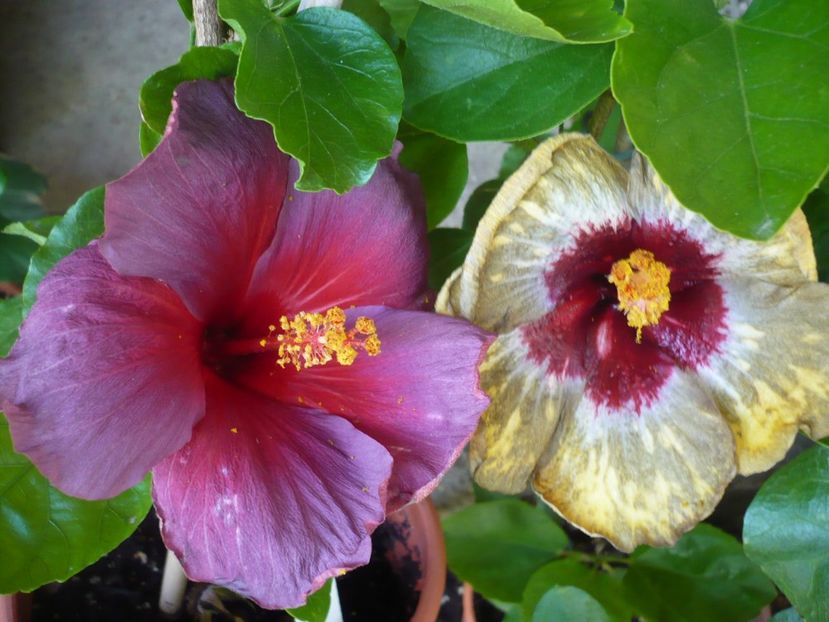 P1330491 - HIBISCUSI 2017-2