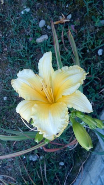  - 2017 Hemerocallisi