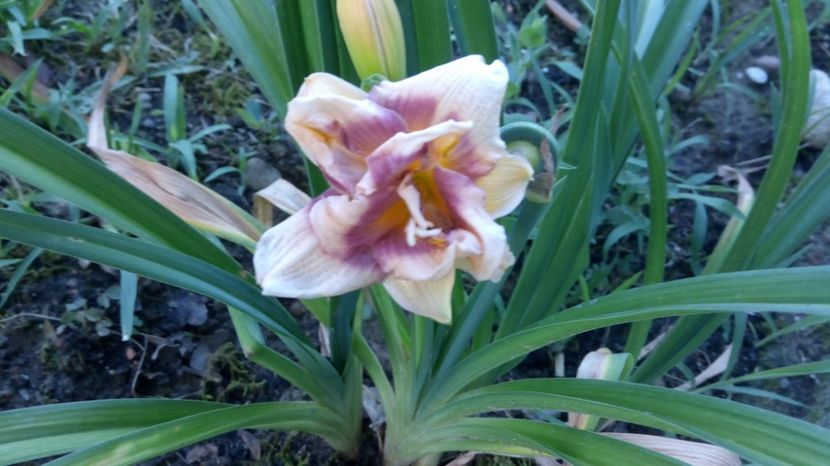  - 2017 Hemerocallisi