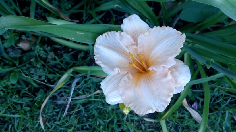  - 2017 Hemerocallisi