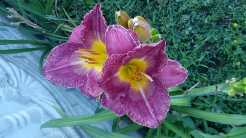  - 2017 Hemerocallisi