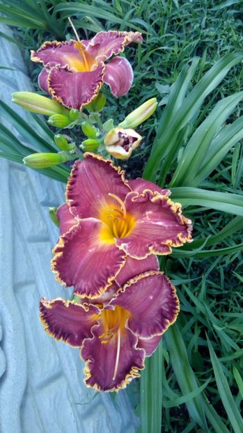  - 2017 Hemerocallisi