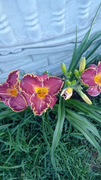  - 2017 Hemerocallisi