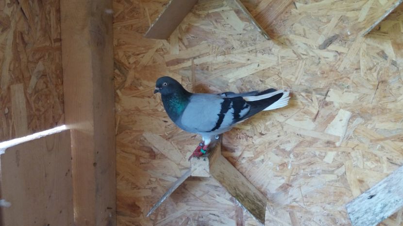 7 - Zburator vioriu codalb romanesc