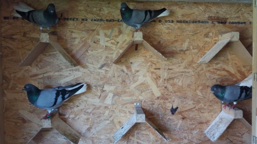  - Zburator vioriu codalb romanesc