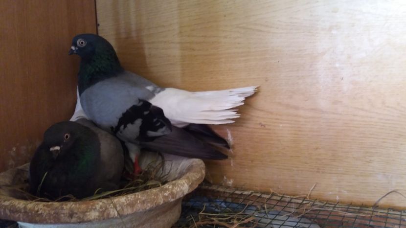  - Zburator vioriu codalb romanesc