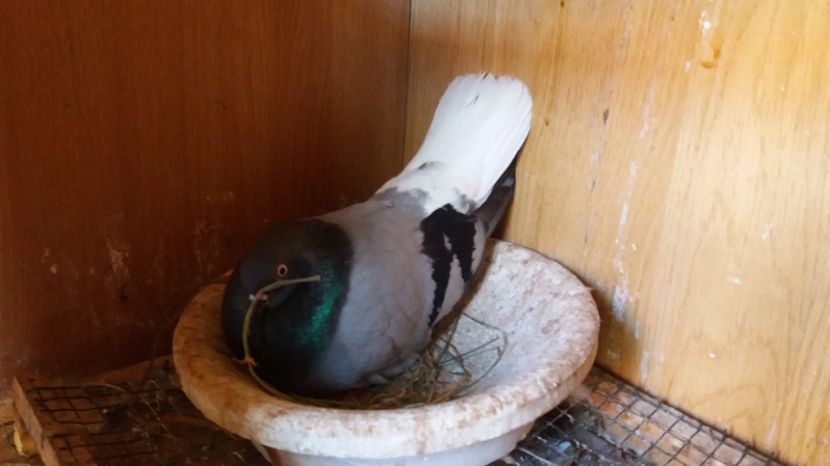  - Zburator vioriu codalb romanesc