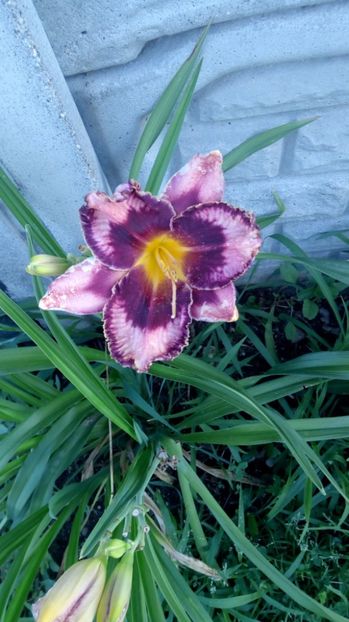  - 2017 Hemerocallisi