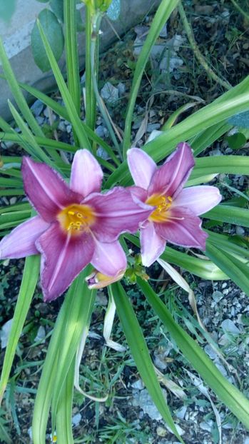  - 2017 Hemerocallisi