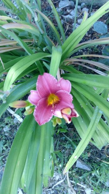  - 2017 Hemerocallisi