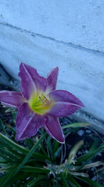  - 2017 Hemerocallisi