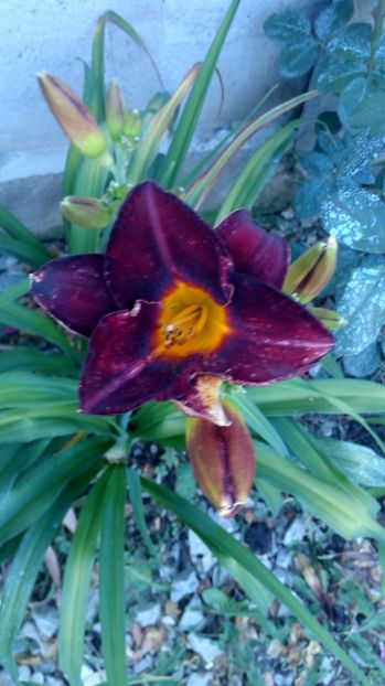  - 2017 Hemerocallisi