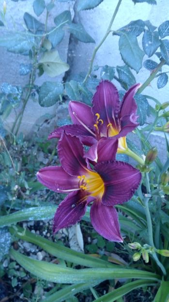  - 2017 Hemerocallisi