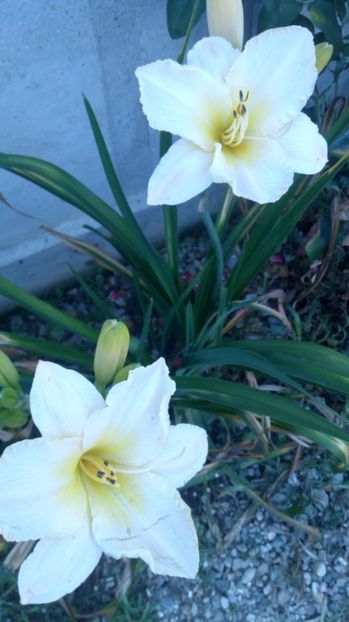  - 2017 Hemerocallisi