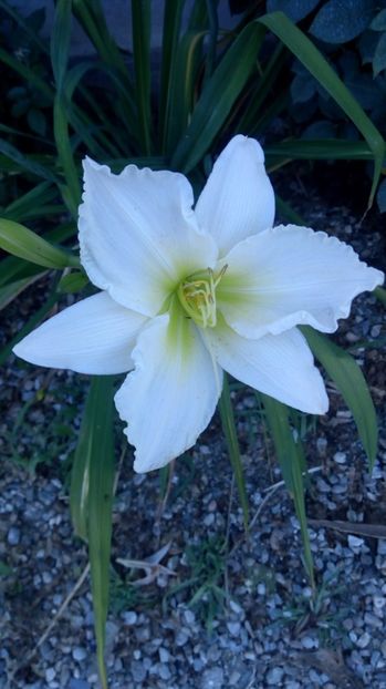  - 2017 Hemerocallisi