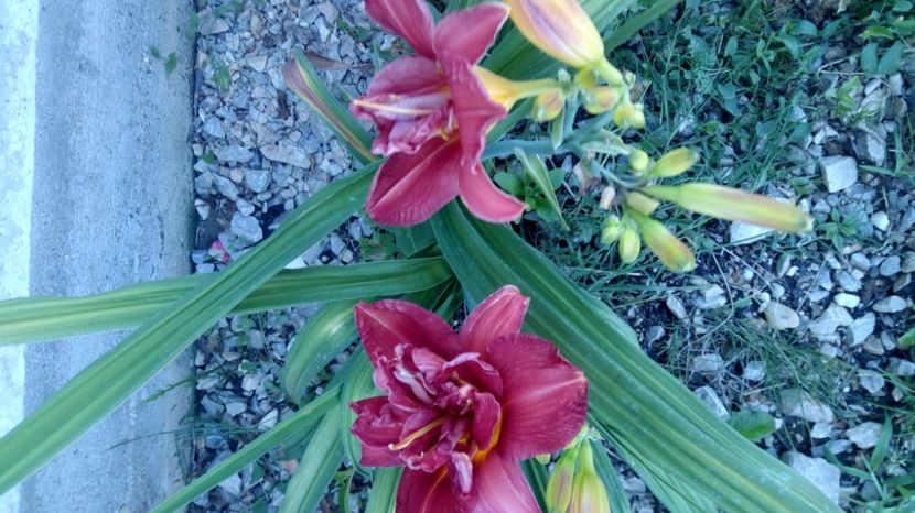  - 2017 Hemerocallisi