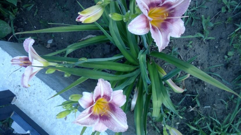  - 2017 Hemerocallisi