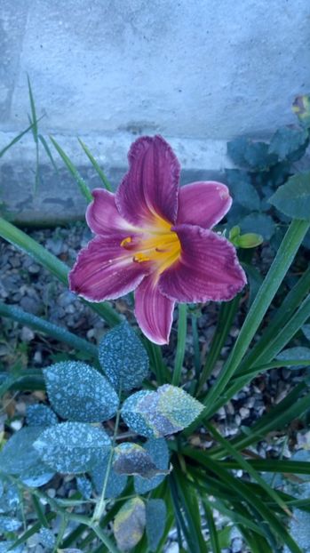  - 2017 Hemerocallisi