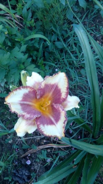  - 2017 Hemerocallisi