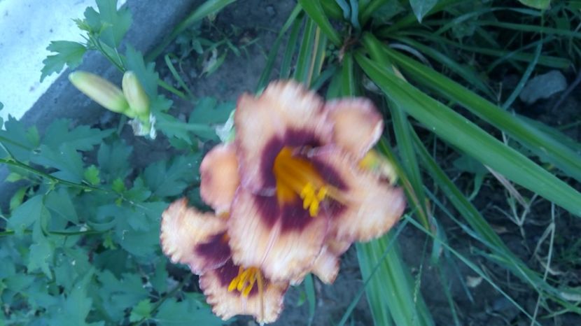  - 2017 Hemerocallisi