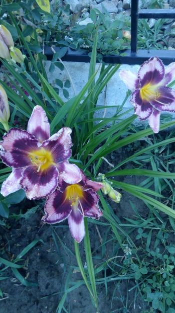  - 2017 Hemerocallisi