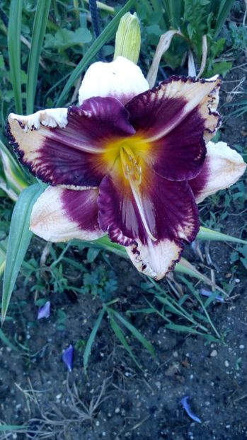  - 2017 Hemerocallisi