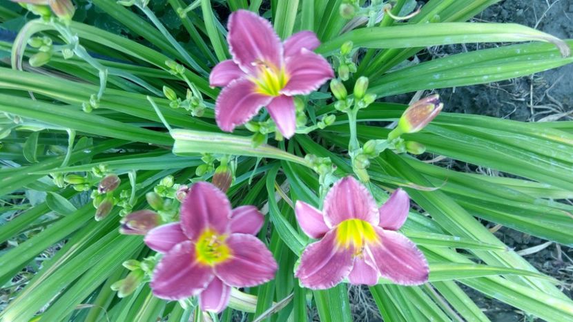  - 2017 Hemerocallisi