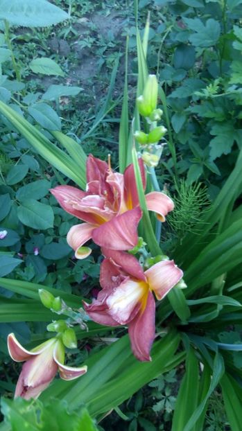  - 2017 Hemerocallisi