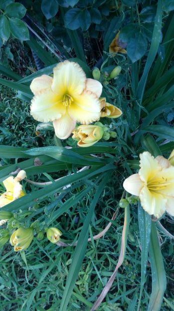  - 2017 Hemerocallisi