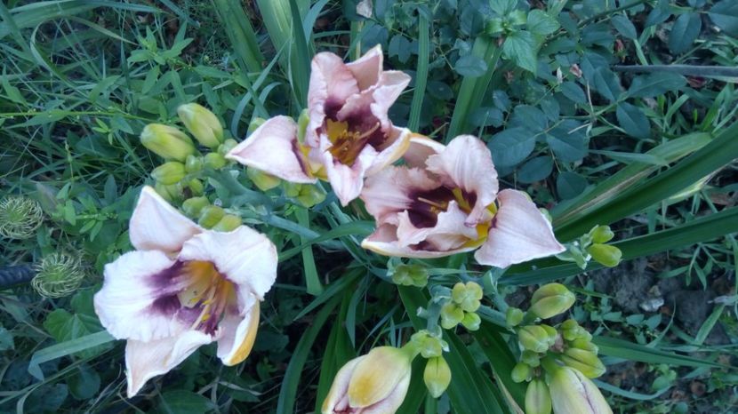  - 2017 Hemerocallisi